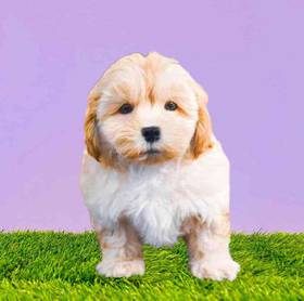 Shizapoo