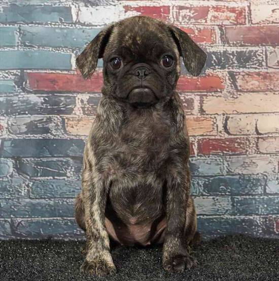 Pug