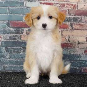 Chinese Crested