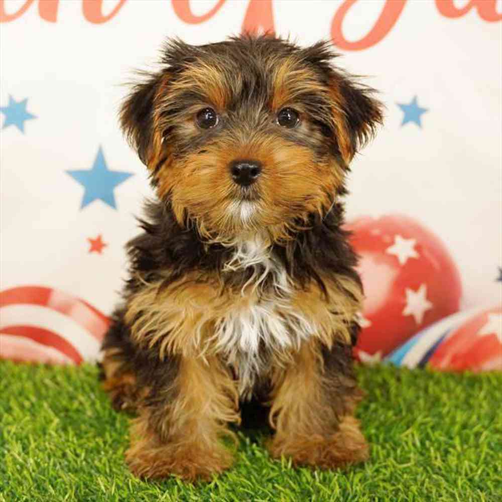Image of a pet breed in the gallery