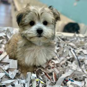 Morkie