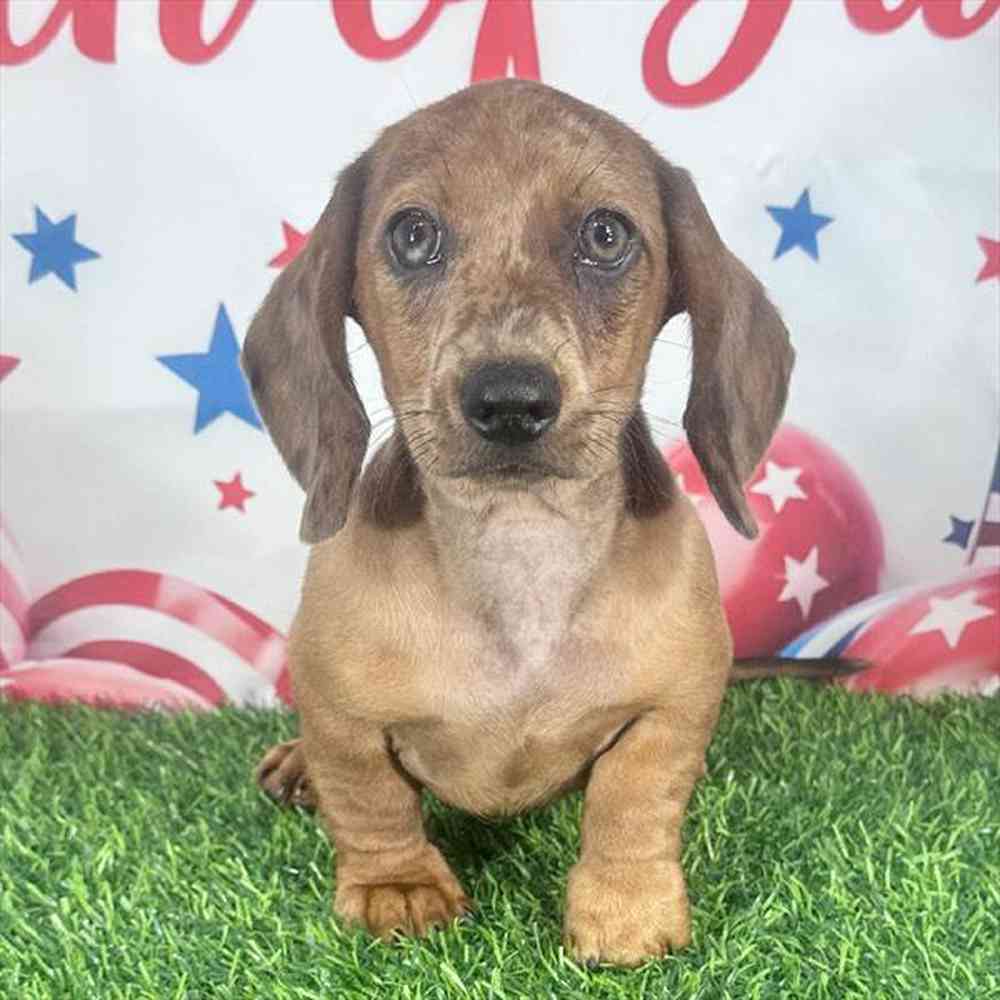Image of a pet breed in the gallery