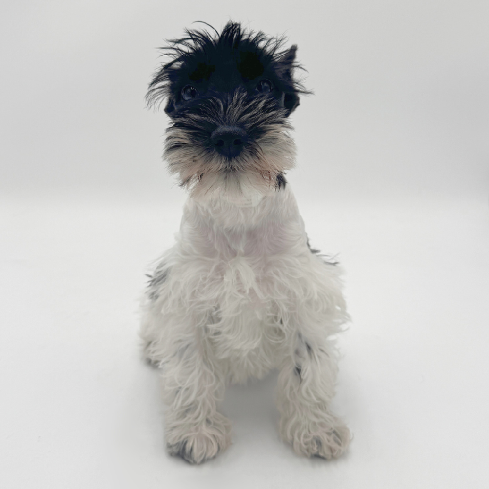 pet breed image