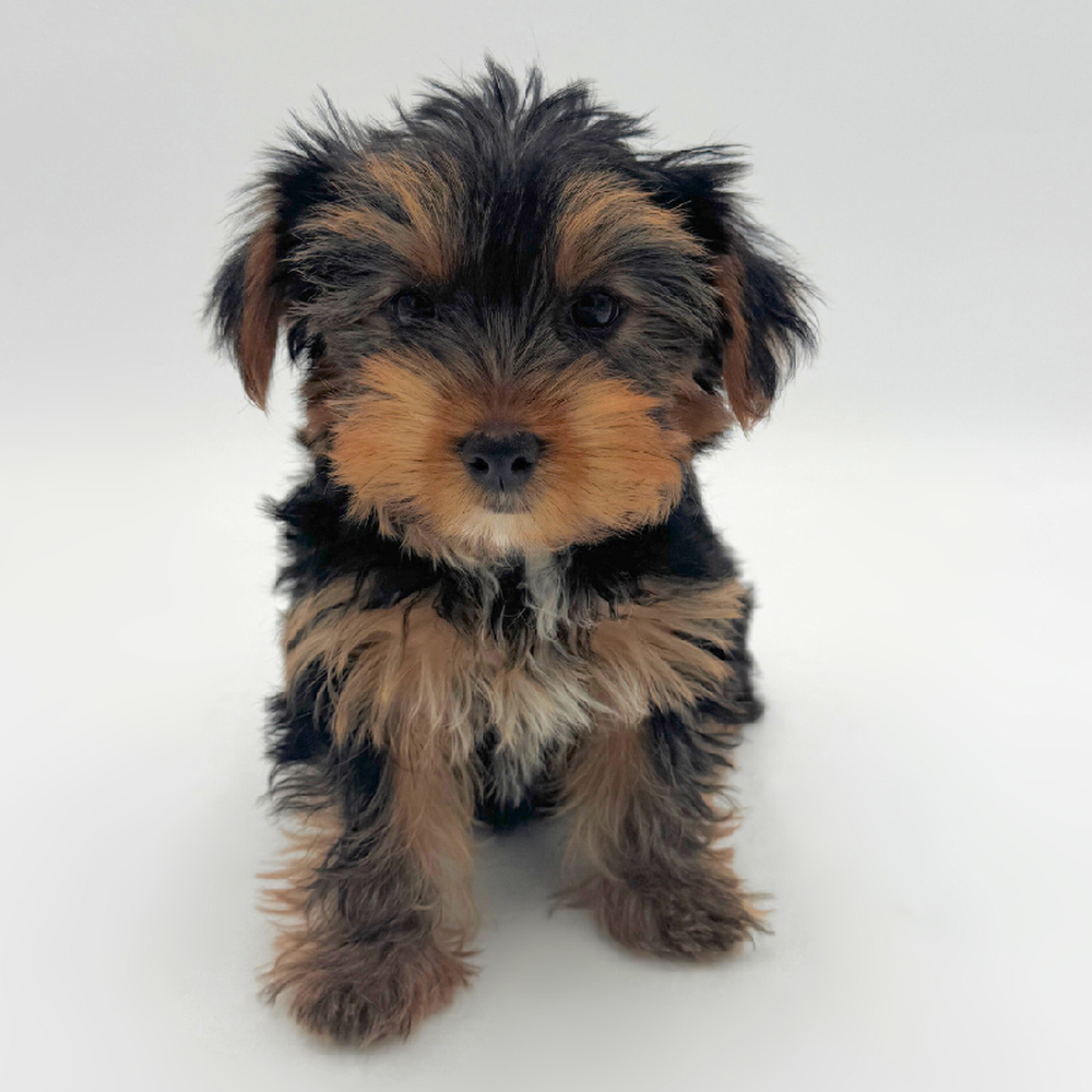 pet breed image