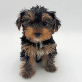 Yorkie