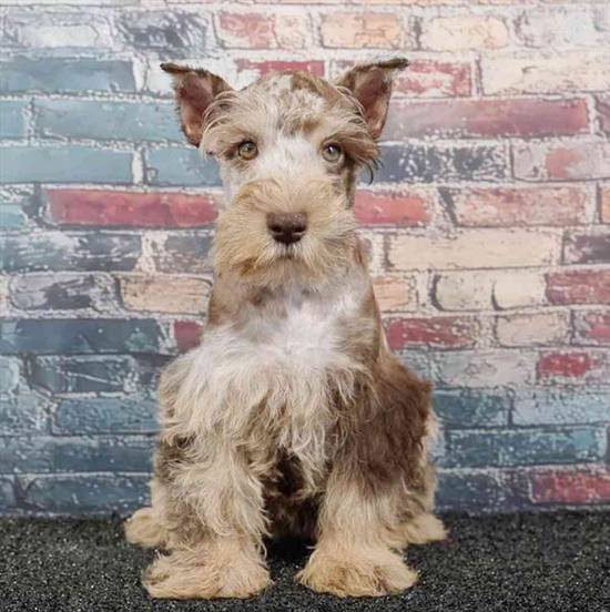 Mini Schnauzer