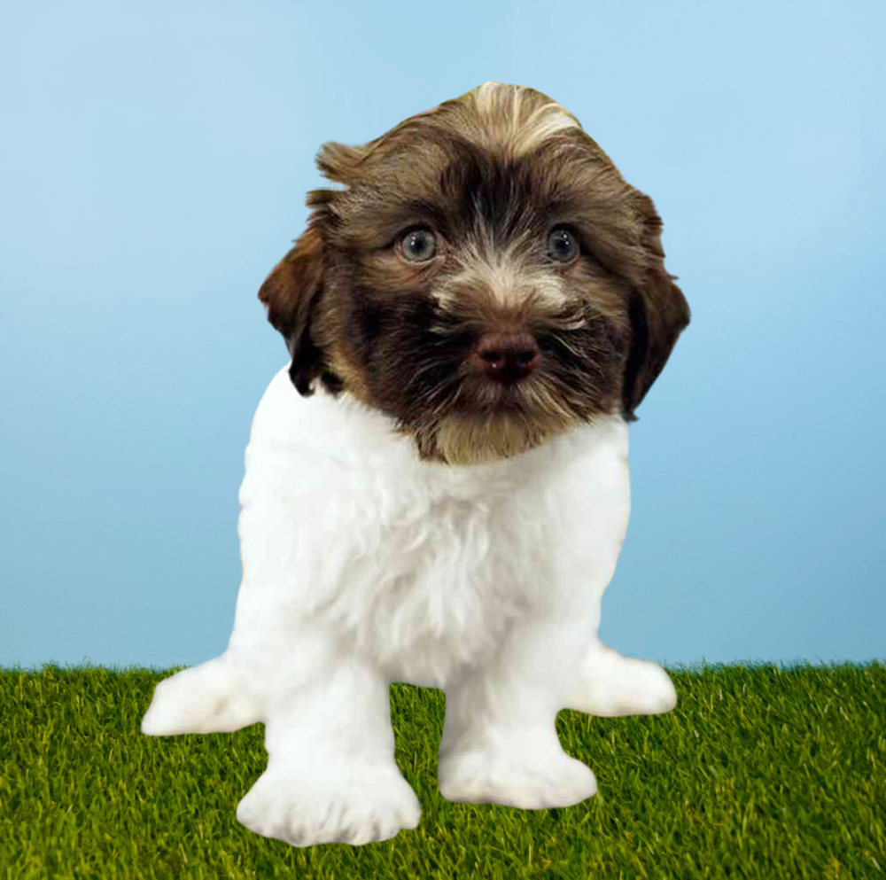 carousel pet images