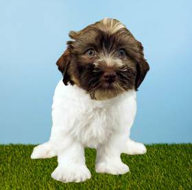 Havanese