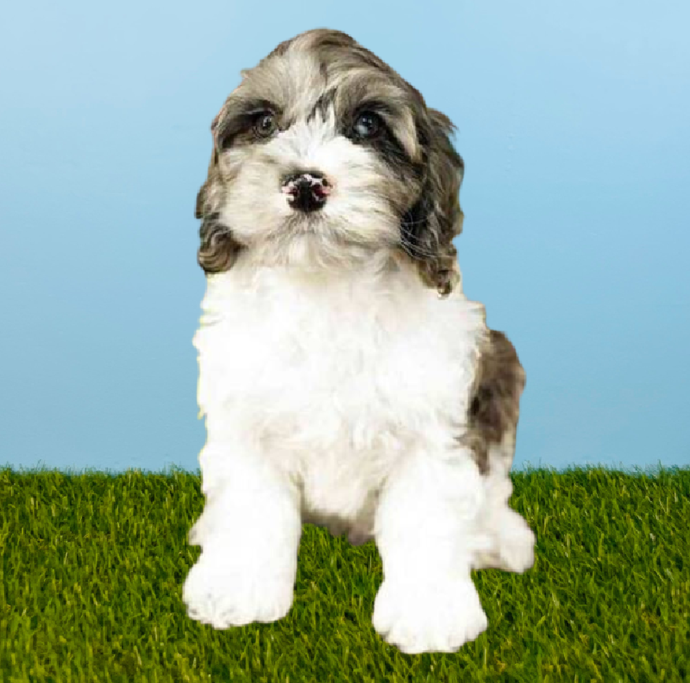 carousel pet images