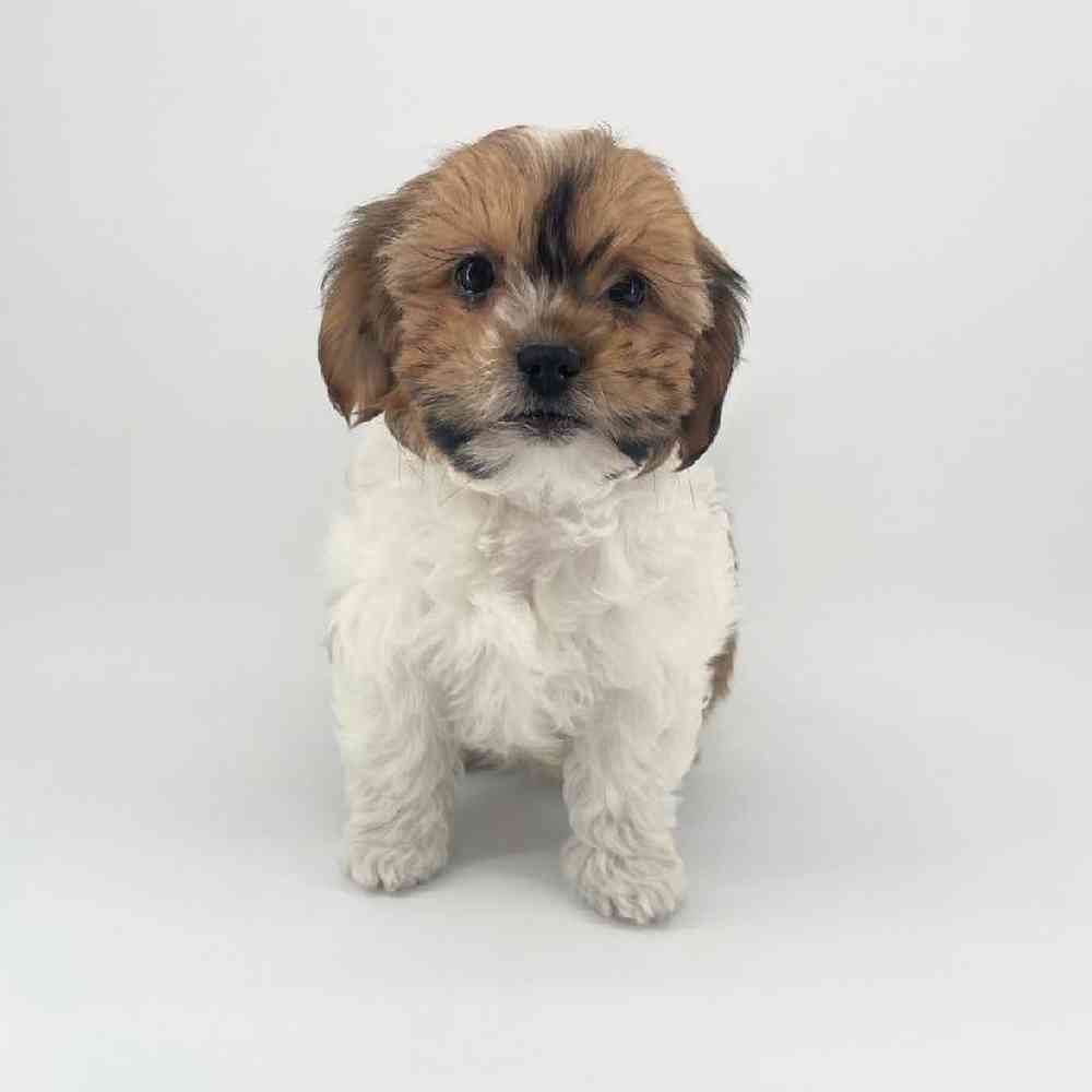 Image of a pet breed in the gallery