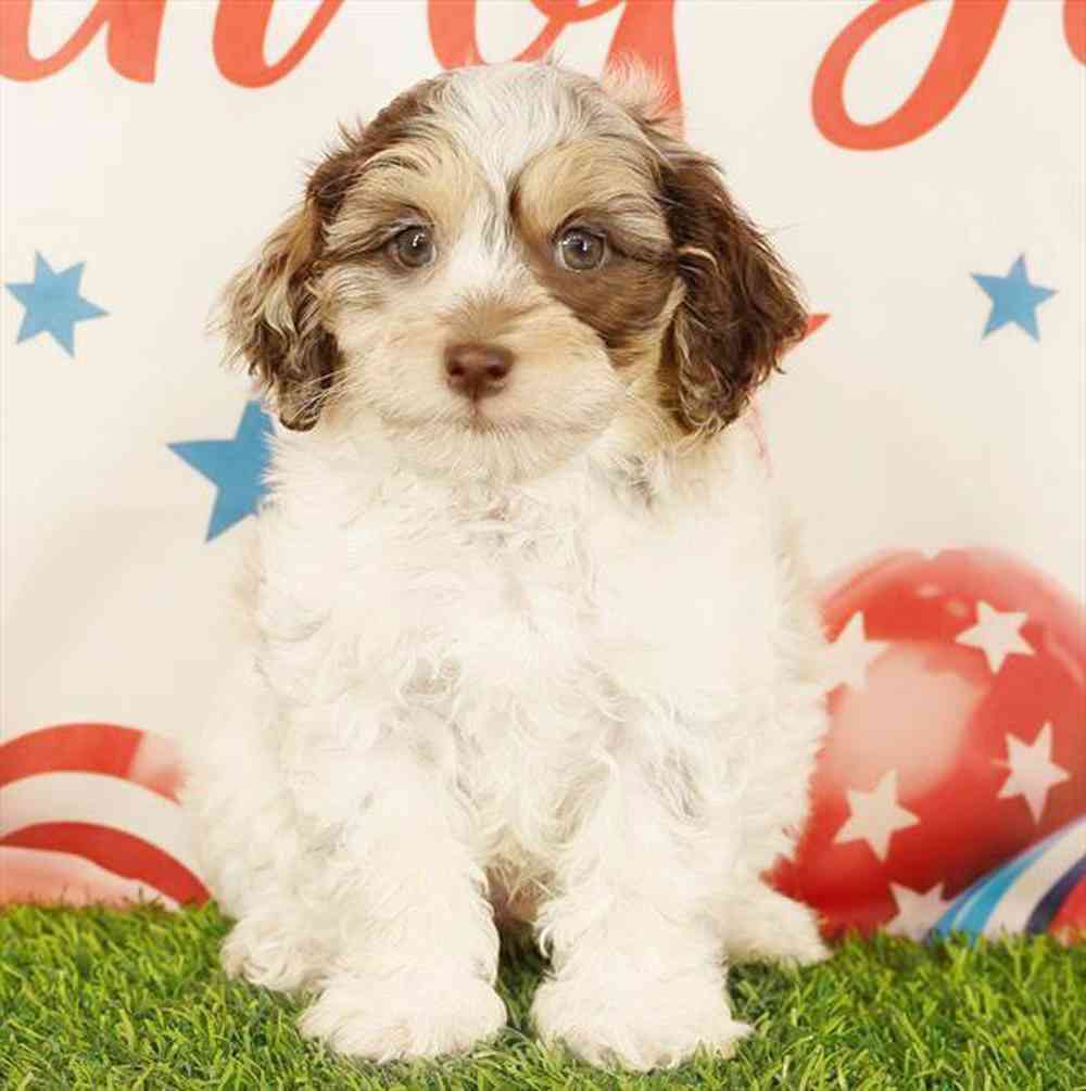 Image of a pet breed in the gallery