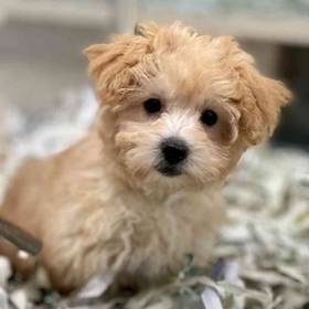 Maltipoo