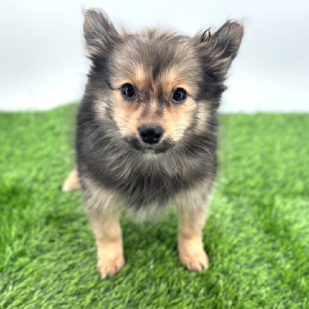 carousel pet images