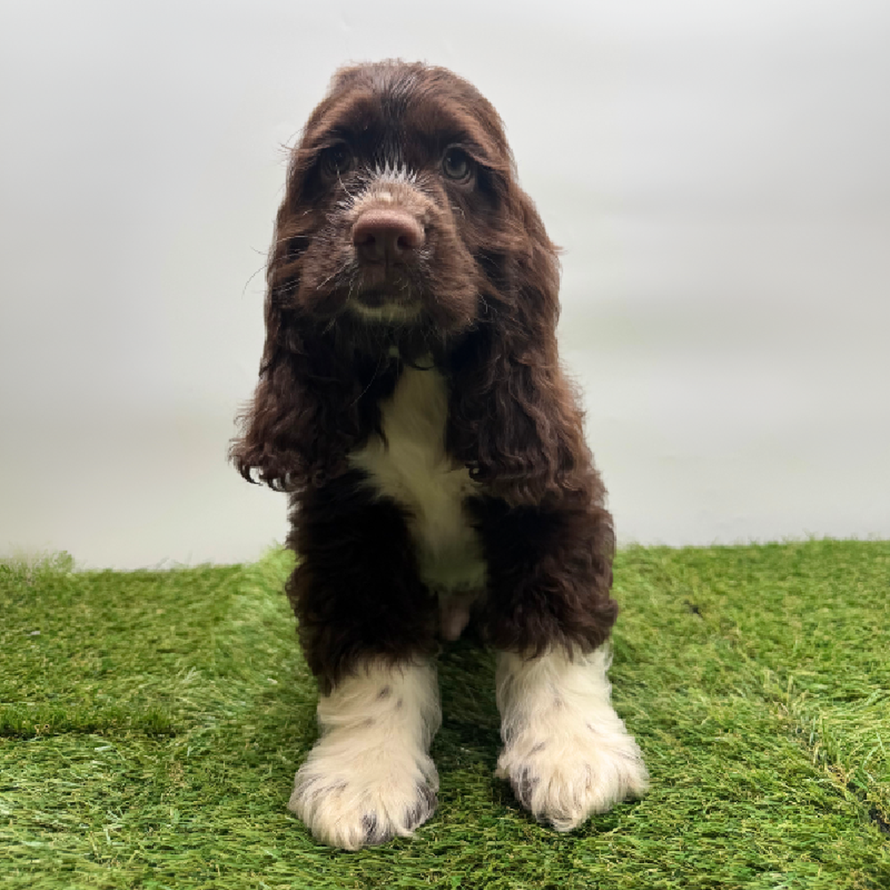 Image of a pet breed in the gallery