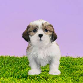 Shih Tzu