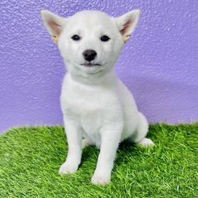 Shiba Inu