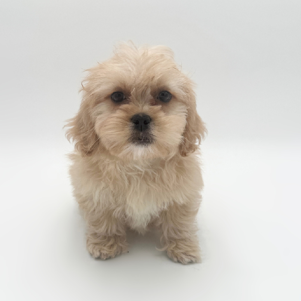 pet breed image