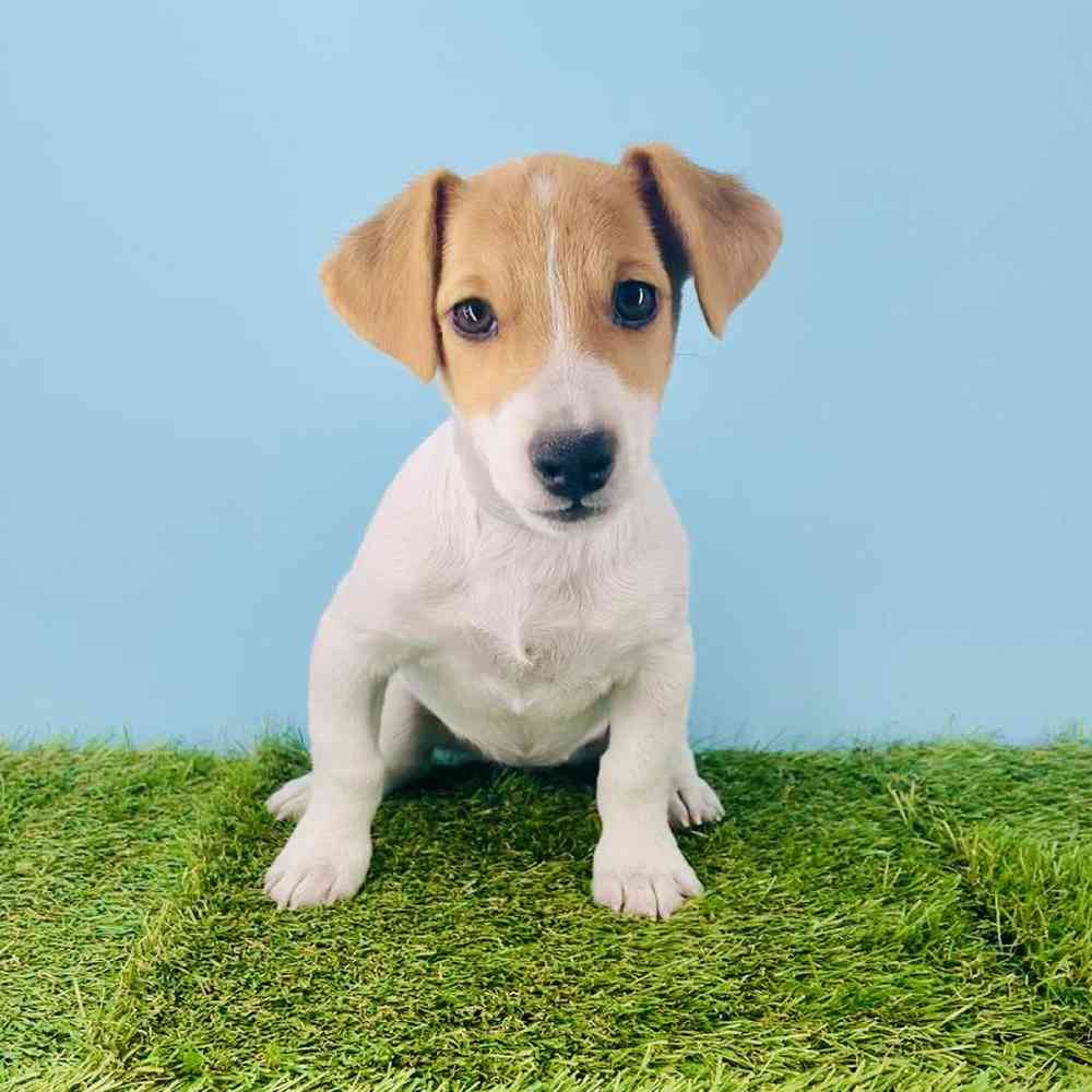 Image of a pet breed in the gallery