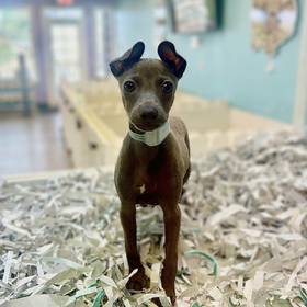 Italian Greyhound