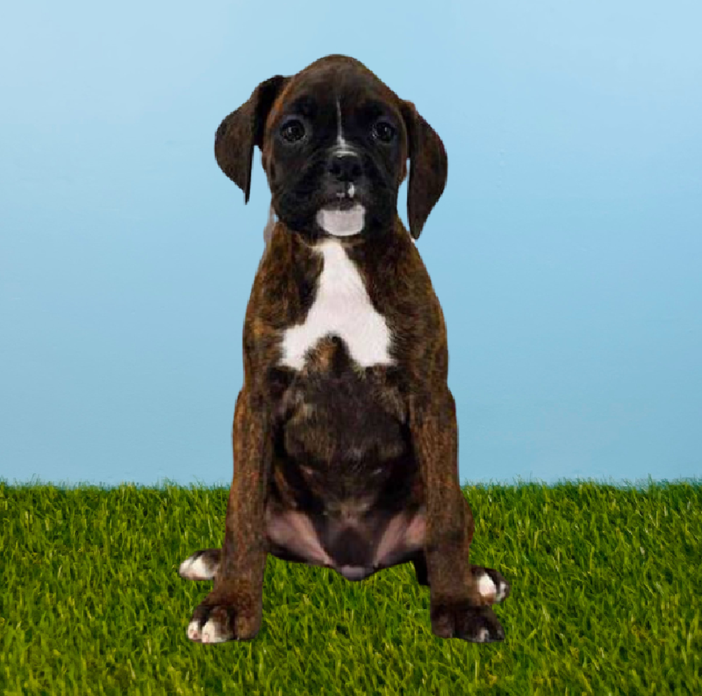 Female Boxer Puppy for Sale in Pasadena, TX