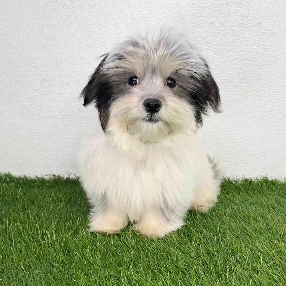 Image of a pet breed in the gallery