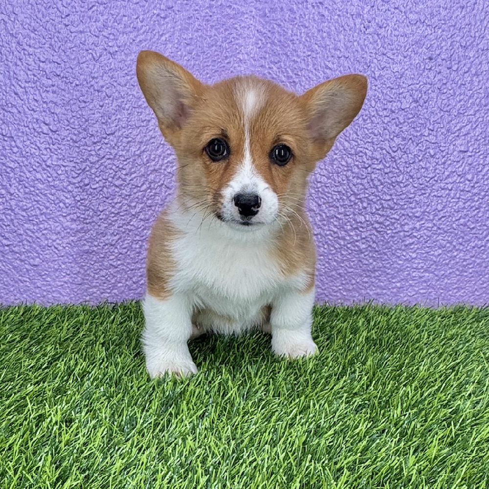 Image of a pet breed in the gallery
