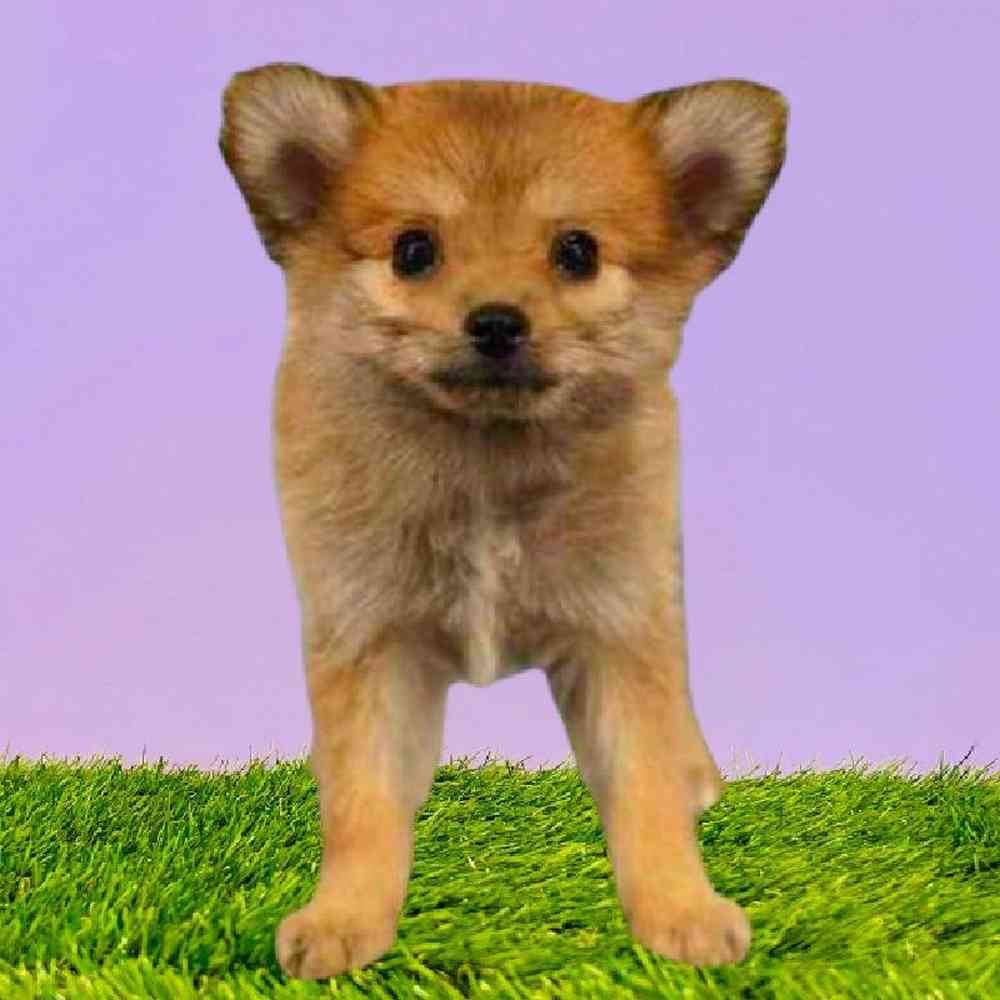 carousel pet images