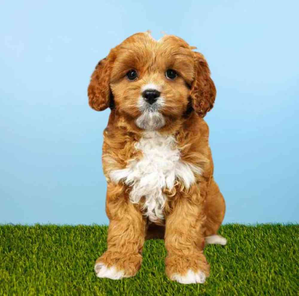 carousel pet images