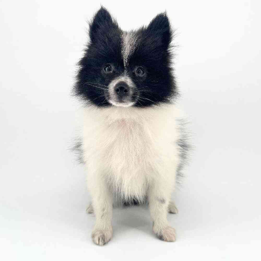 Image of a pet breed in the gallery