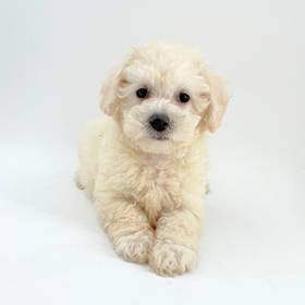 Bichapoo