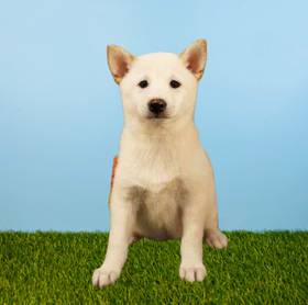Shiba Inu