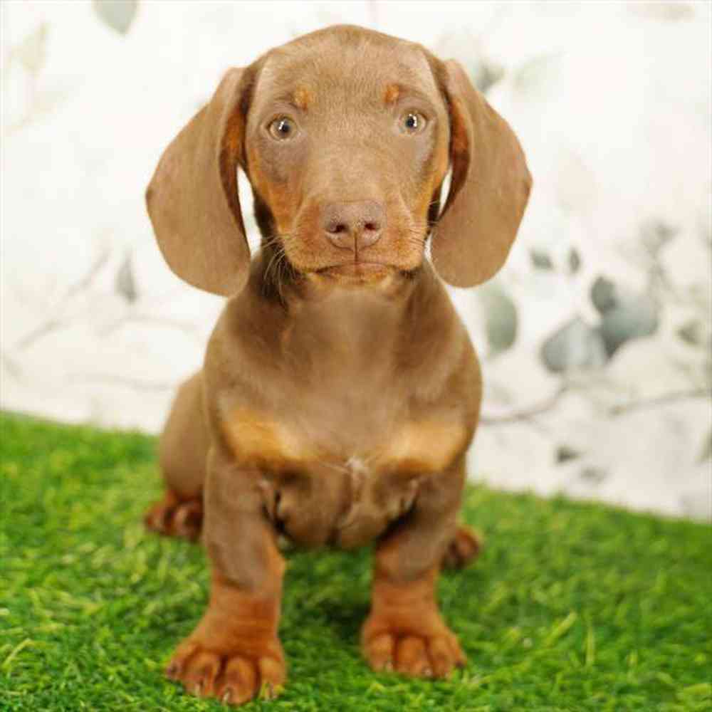 Image of a pet breed in the gallery