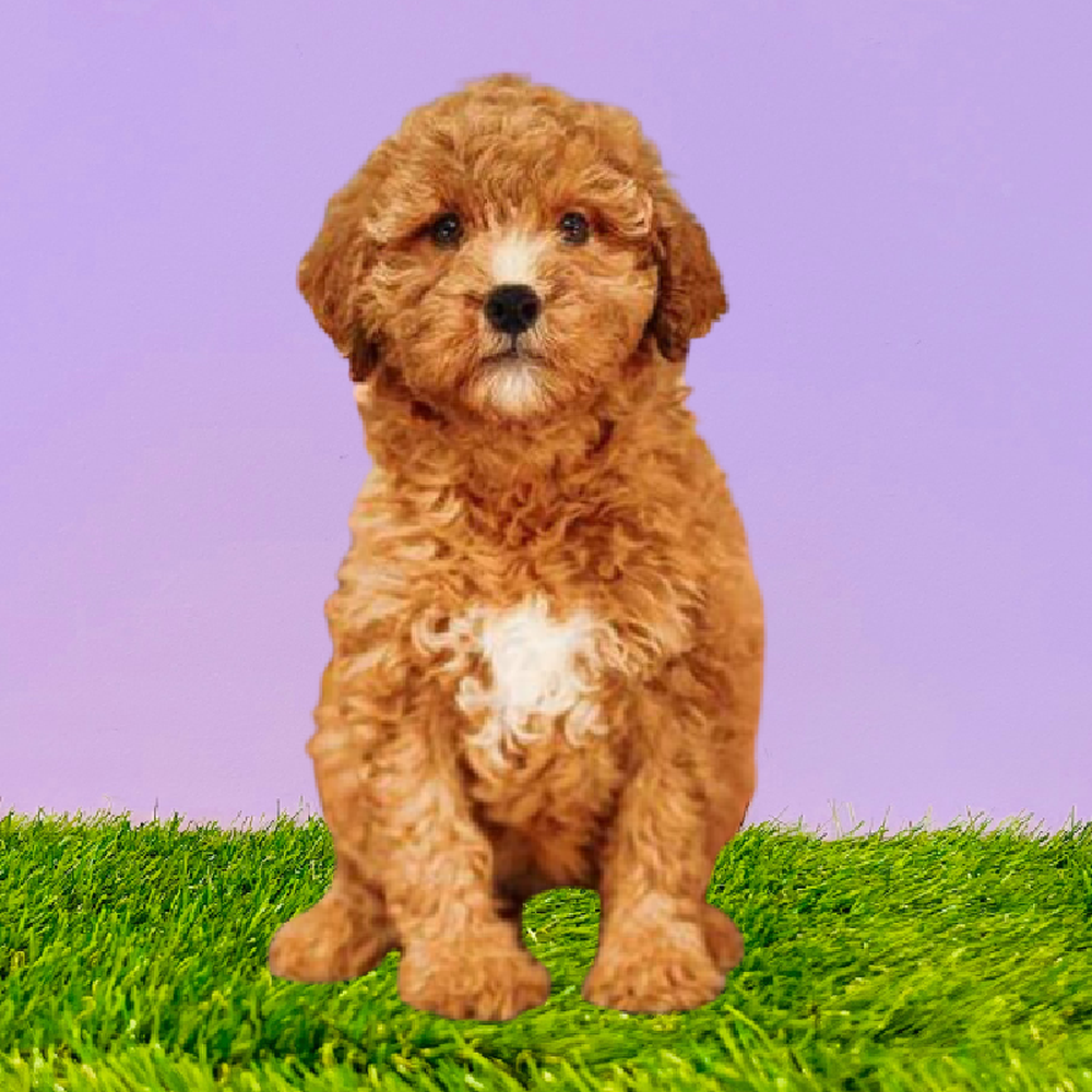 Female 2nd Gen Mini Goldendoodle Puppy for Sale in Marietta, GA