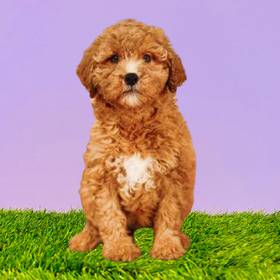 2nd Gen Mini Goldendoodle