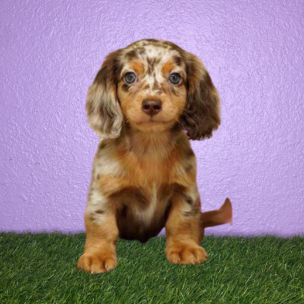 Male Dachshund Puppy for Sale in New Braunfels, TX