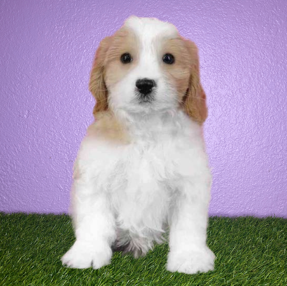 Male Cavachon Puppy for Sale in New Braunfels, TX