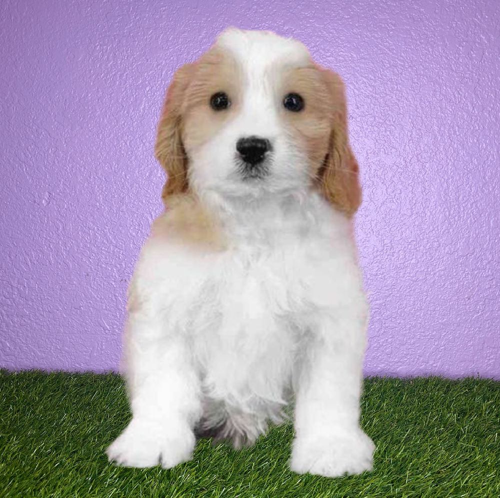 carousel pet images