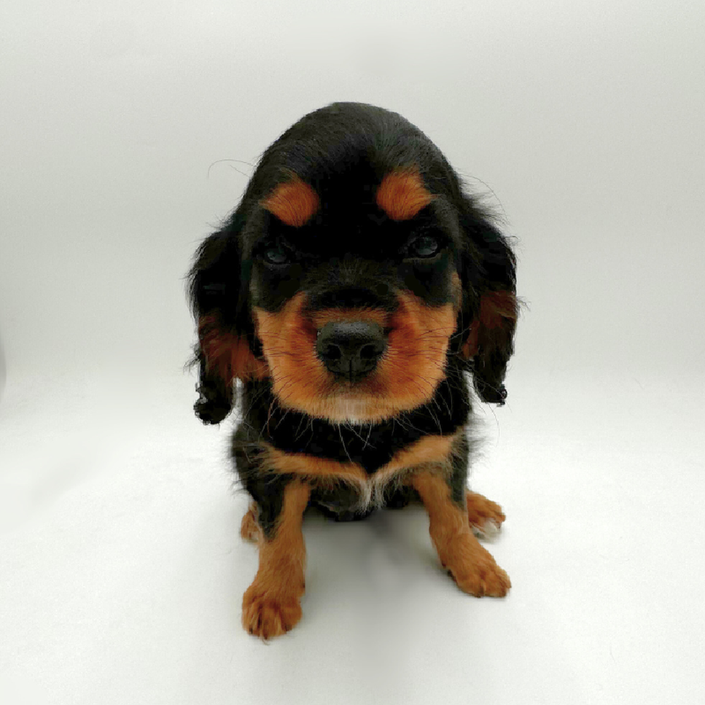 pet breed image