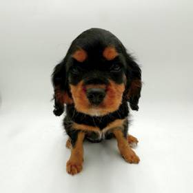Cavalier King Charles Spaniel