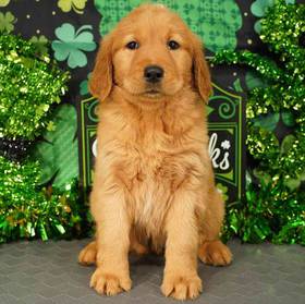 Golden Retriever