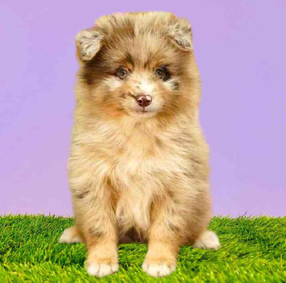 carousel pet images