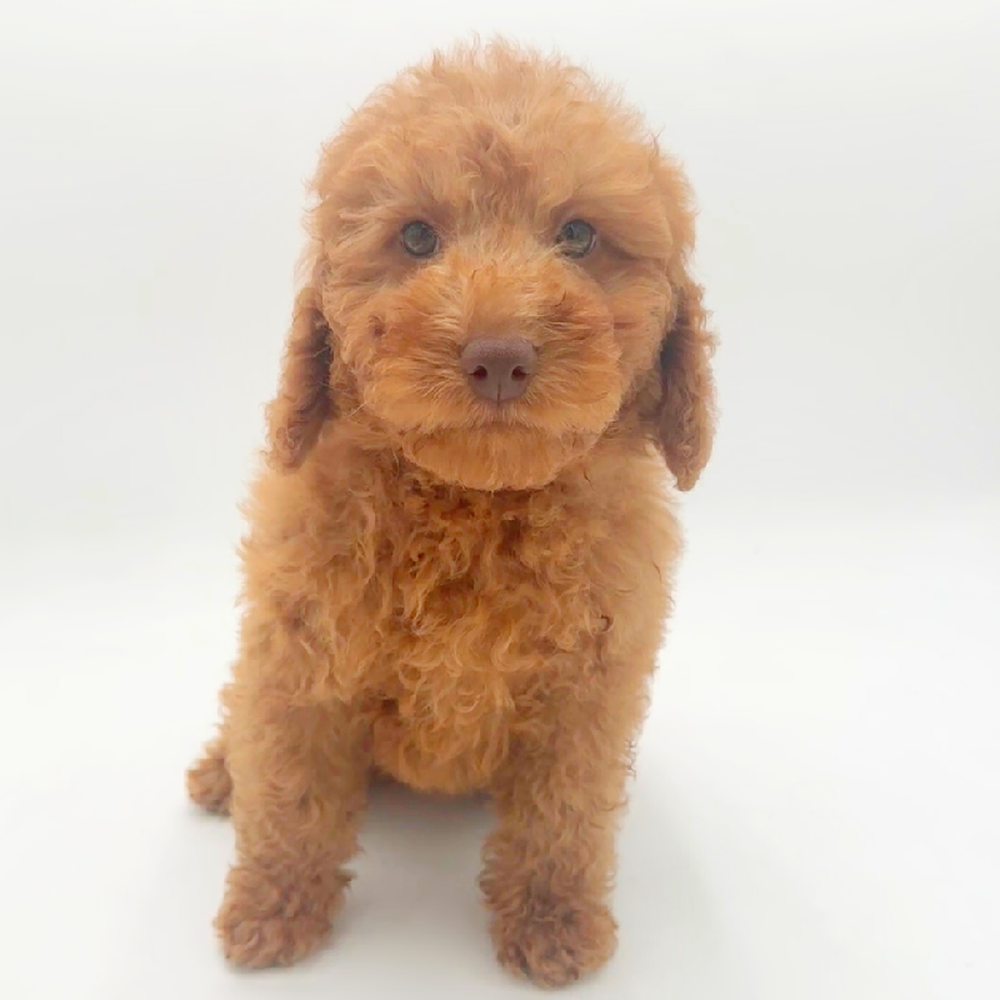pet breed image