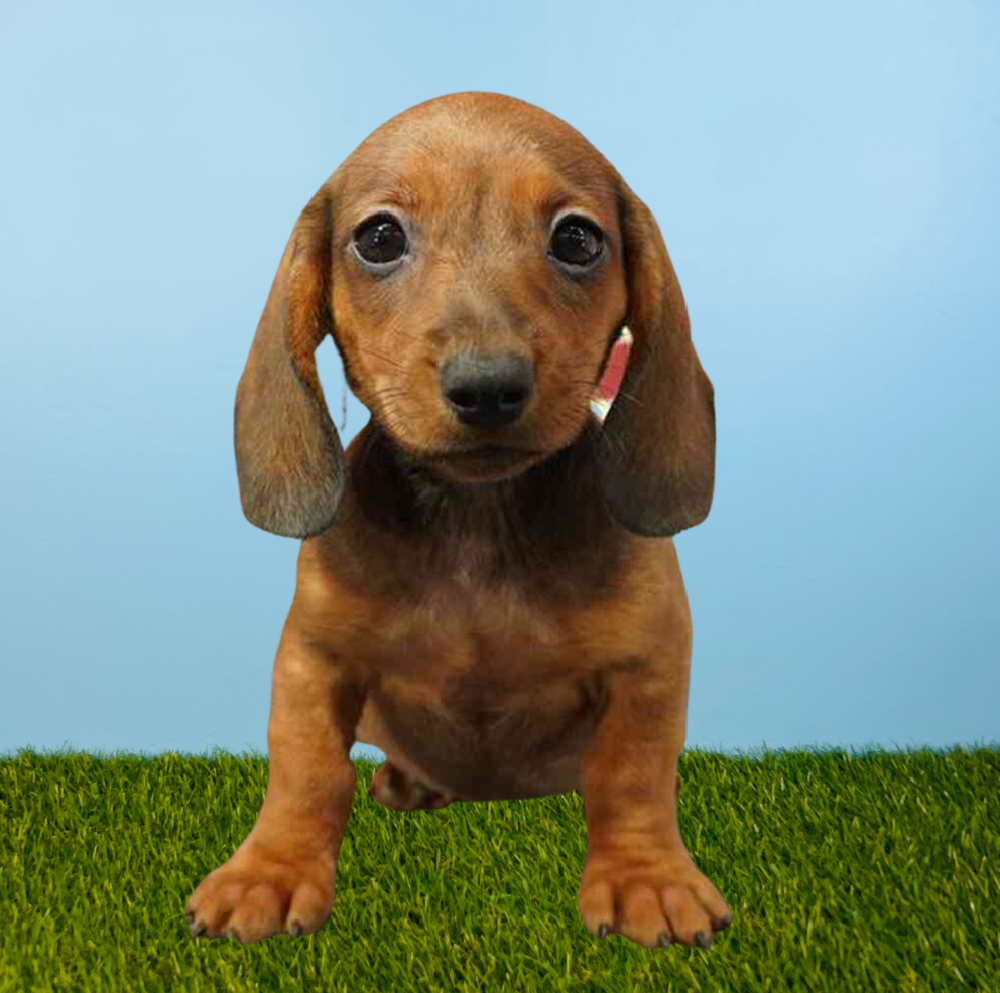 Male Dachshund Puppy for Sale in Tolleson, AZ