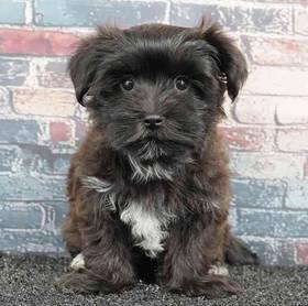 Morkie