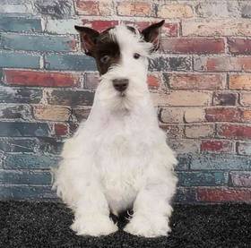 Mini Schnauzer