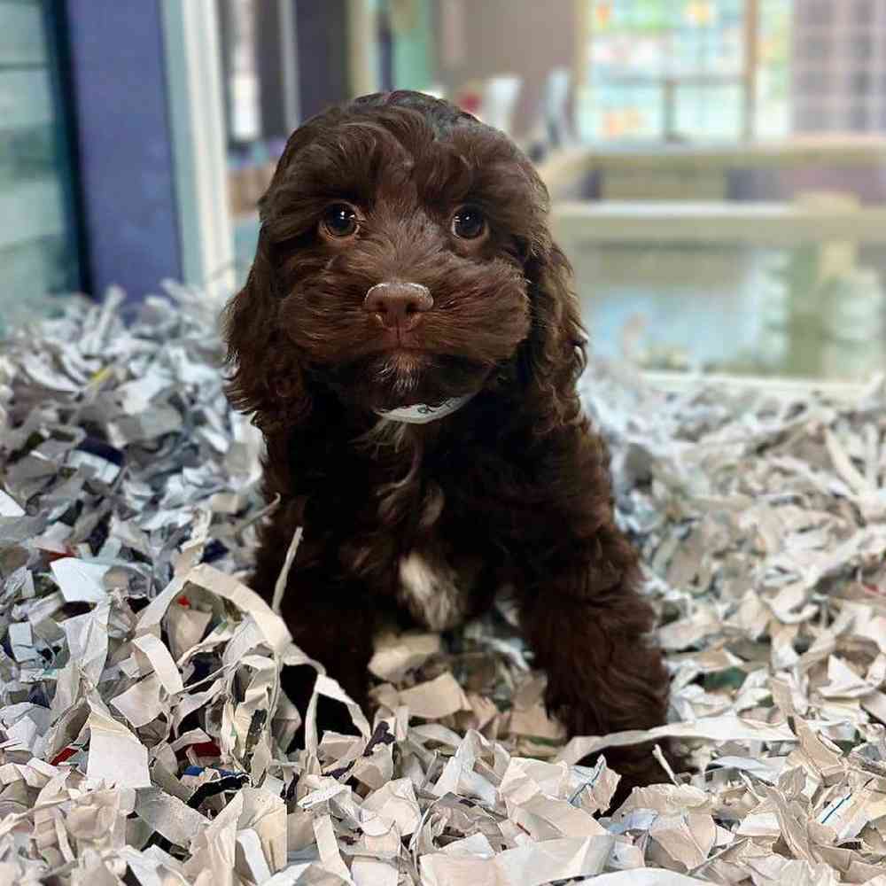 pet breed image