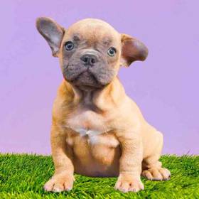 French Bulldog