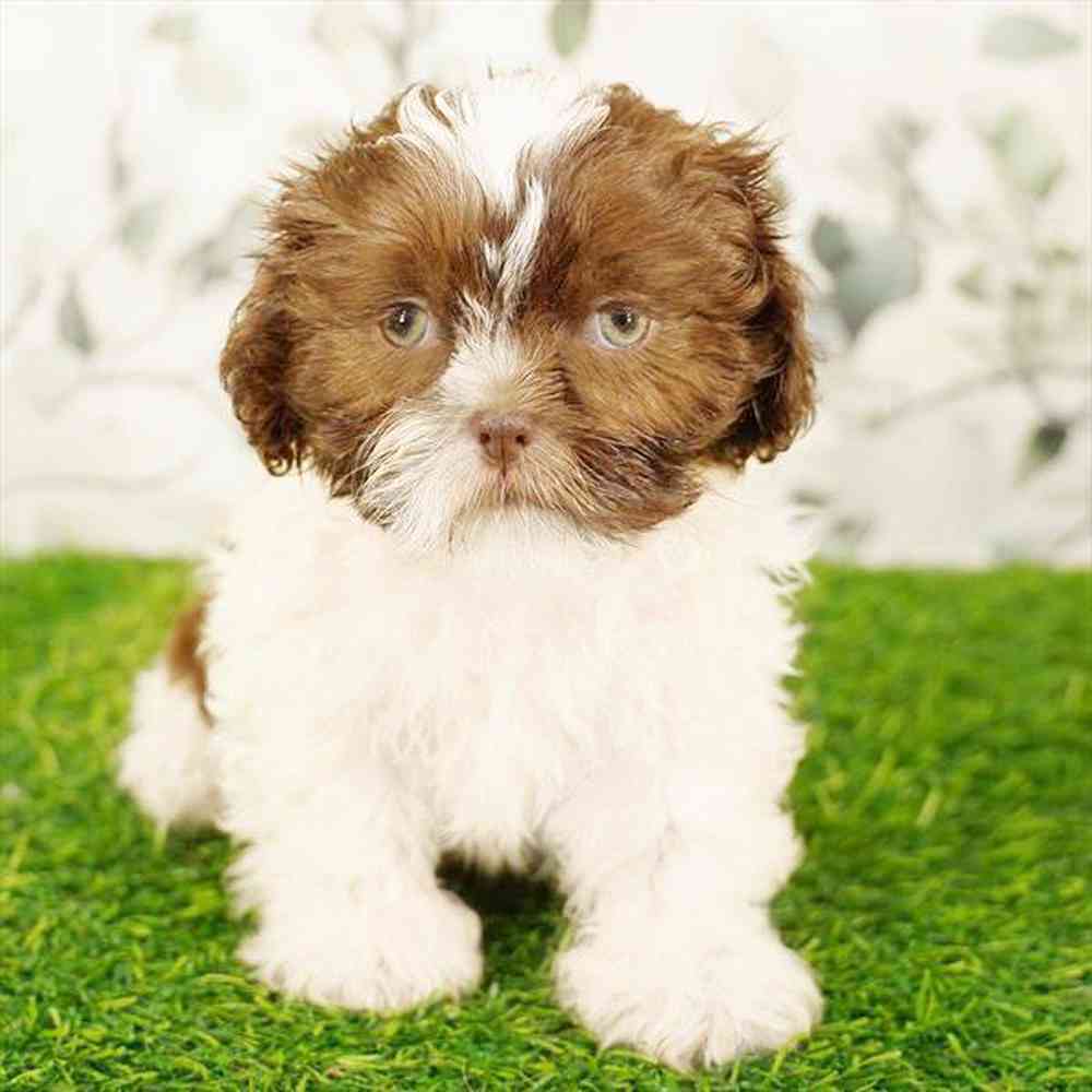 Image of a pet breed in the gallery