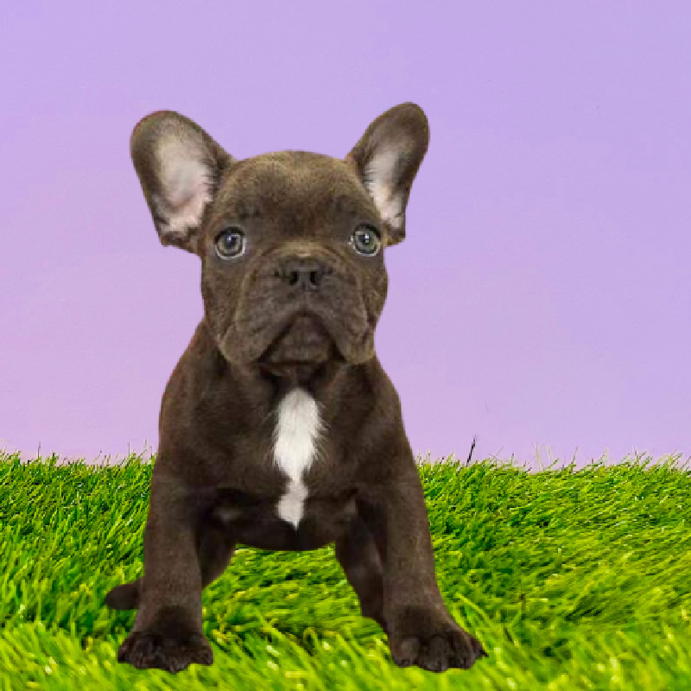 Male French Bulldog Puppy for Sale in Marietta, GA