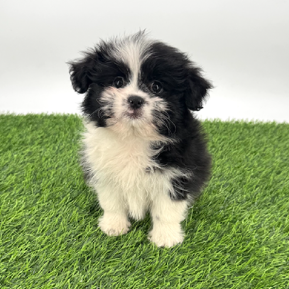Image of a pet breed in the gallery